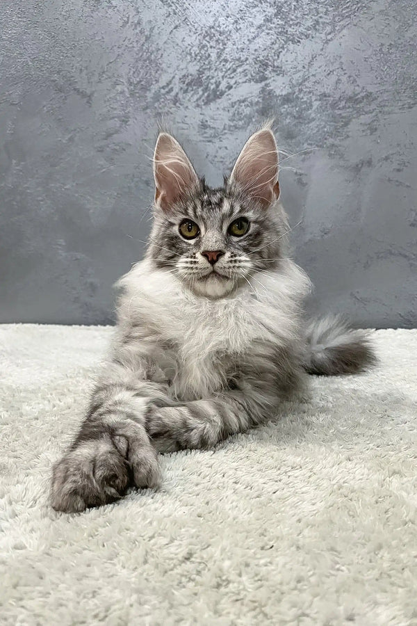 Silver-gray Maine Coon kitten with ear tufts and fluffy fur for Hero product