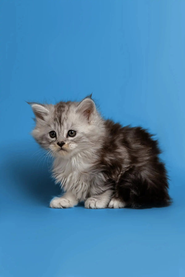 Fluffy gray and white Maine Coon kitten against a blue backdrop, a wonderful companion