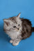 Fluffy gray and white Maine Coon kitten with alert eyes, perfect for pet lovers