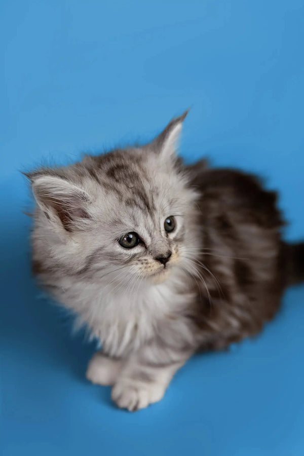 Fluffy gray and white Maine Coon kitten with alert eyes, perfect for pet lovers