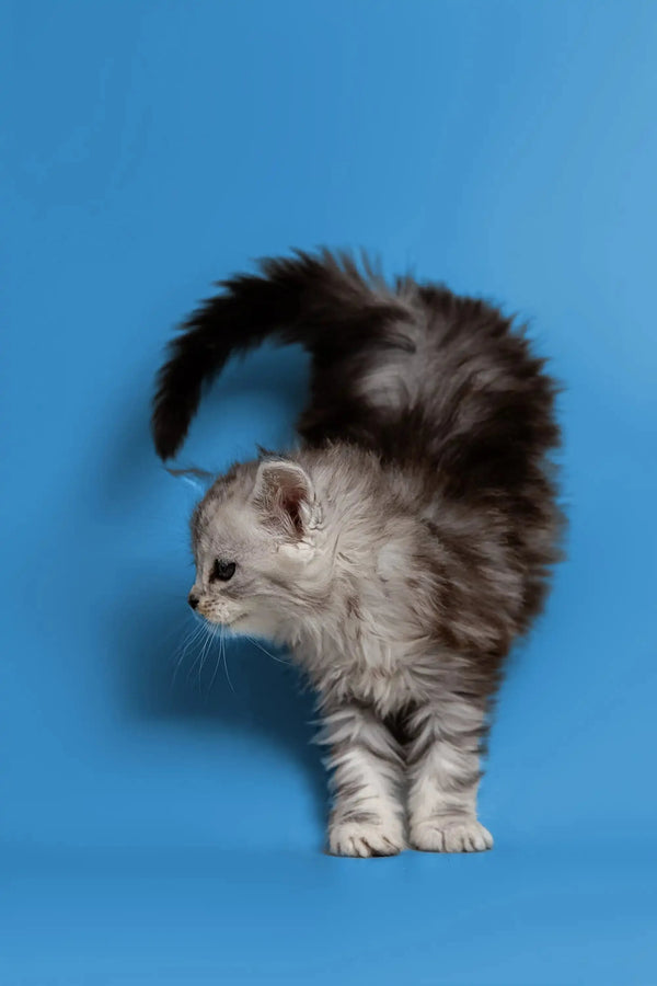 Fluffy gray and white Maine Coon kitten with arched back and raised tail