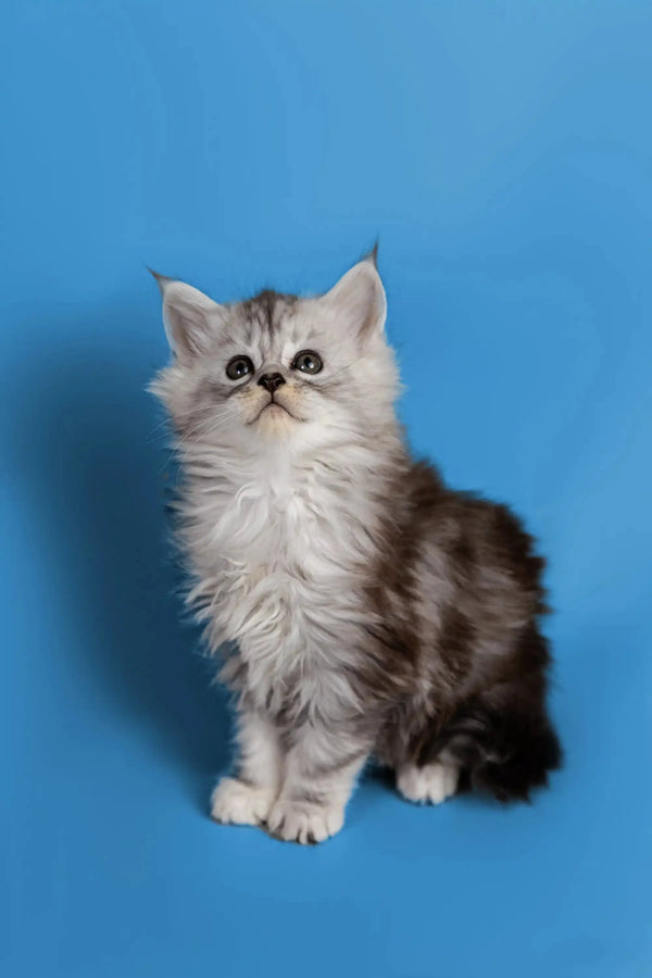 Fluffy gray and white Maine Coon kitten with big eyes, the perfect wonderful companion
