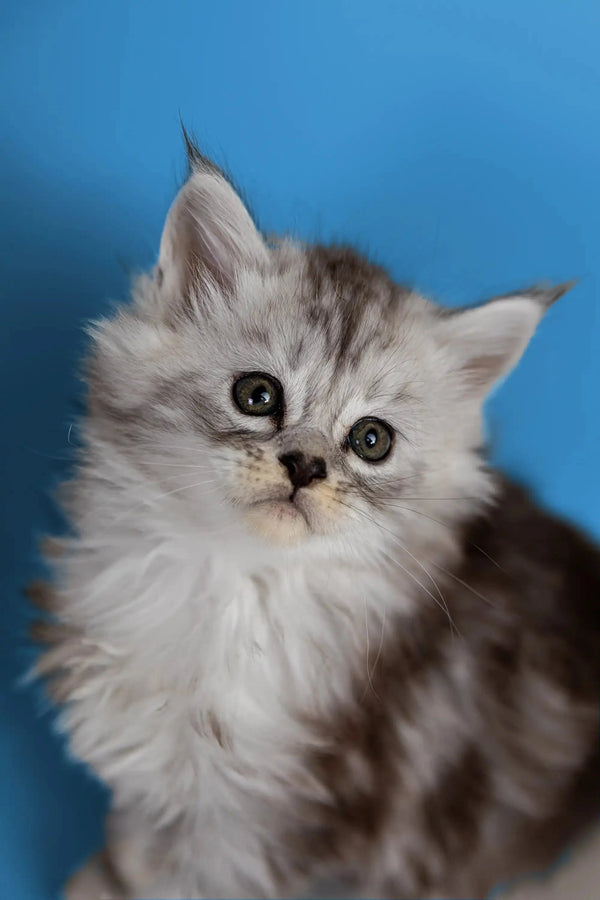 Fluffy gray and white Maine Coon kitten with big eyes in Heyli product display