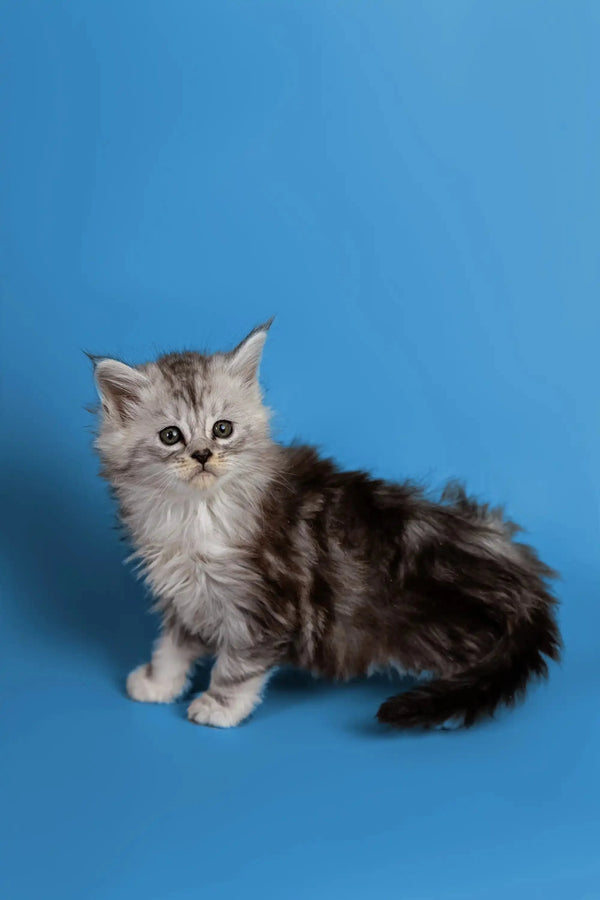 Fluffy gray and white Maine Coon kitten sitting against a blue backdrop