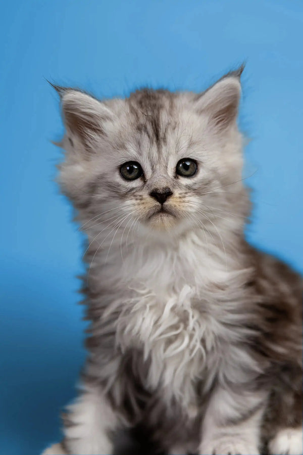 Fluffy gray and white Maine Coon kitten with big eyes, perfect for cuddles!
