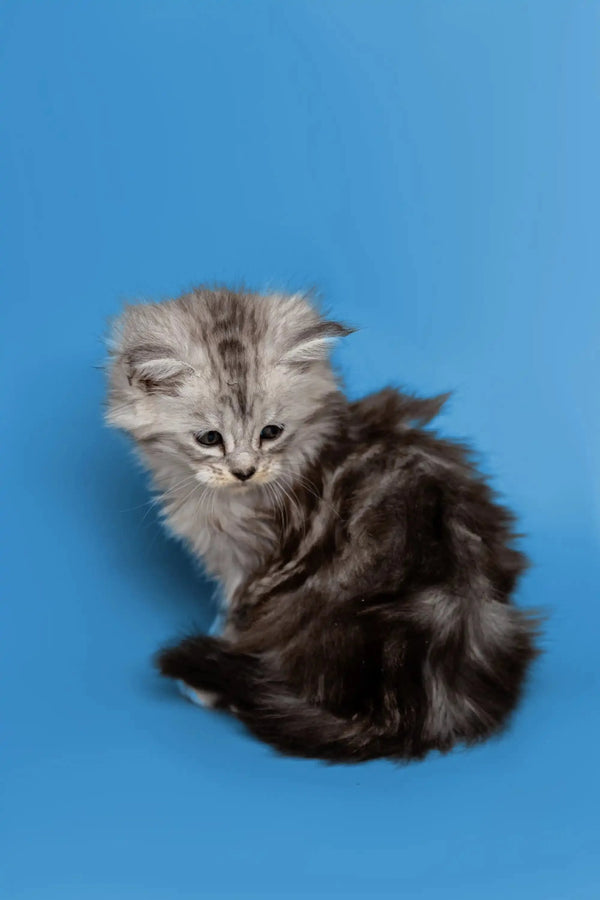 Fluffy gray and white Maine Coon kitten looking curious, perfect for a wonderful companion