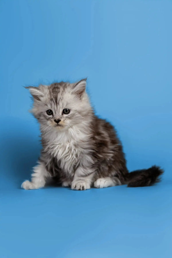 Fluffy gray and white Maine Coon kitten against a blue backdrop, a wonderful companion