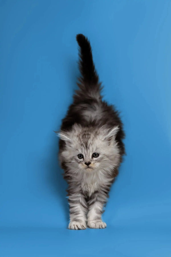 Fluffy gray and white Maine Coon kitten standing with tail raised, a wonderful companion