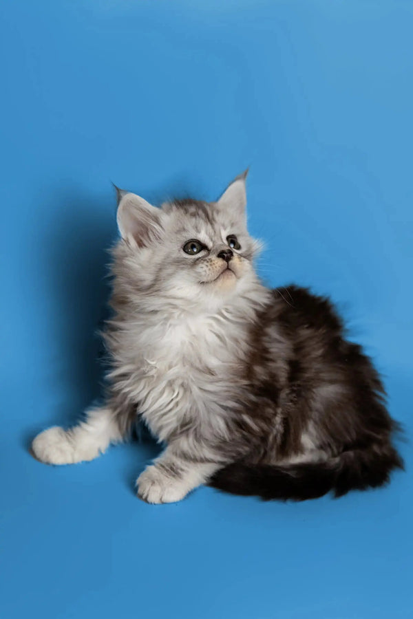 Fluffy gray and white Maine Coon kitten sitting pretty against a blue backdrop
