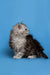 Fluffy Maine Coon kitten with gray and white fur sitting against a blue backdrop