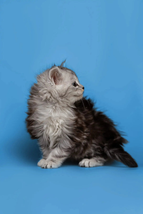 Fluffy Maine Coon kitten with gray and white fur sitting against a blue backdrop