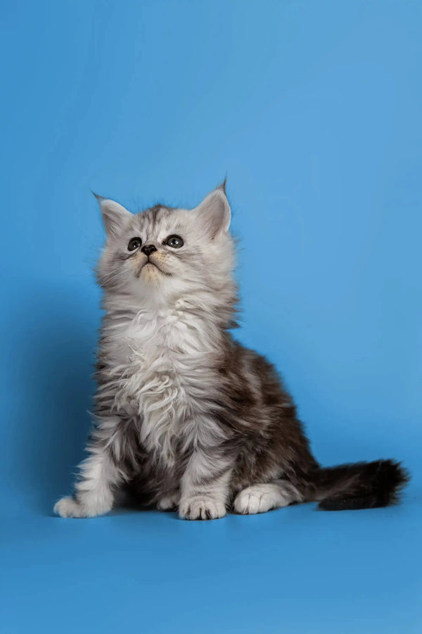 Fluffy Persian kitten with gray and white fur, perfect for Maine Coon lovers
