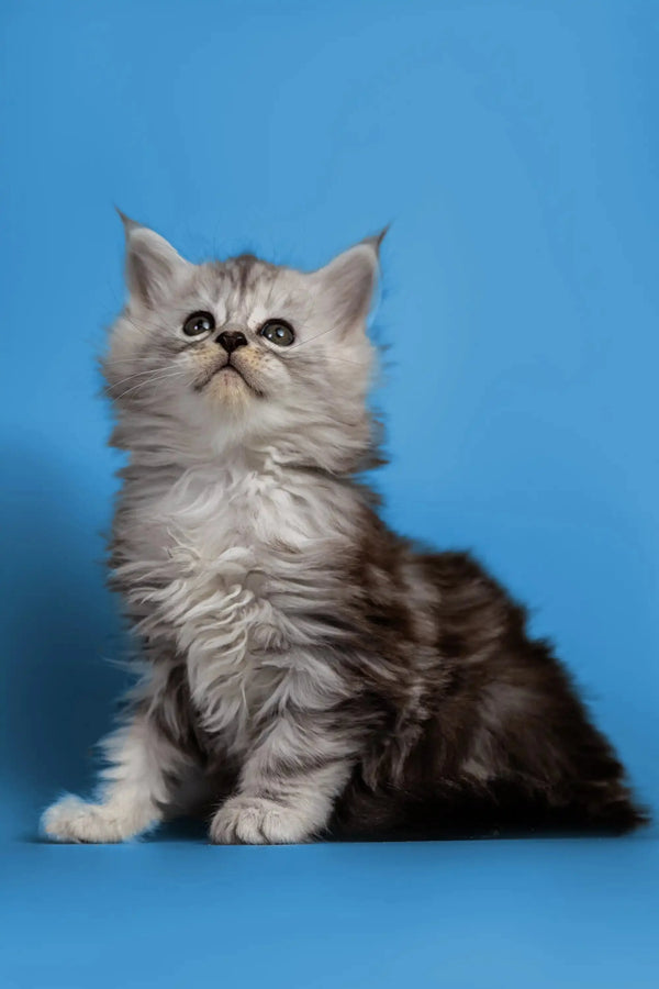 Fluffy gray and white Persian kitten, a wonderful companion for Maine Coon lovers