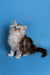 Fluffy Maine Coon kitten with big eyes, a wonderful companion sitting upright