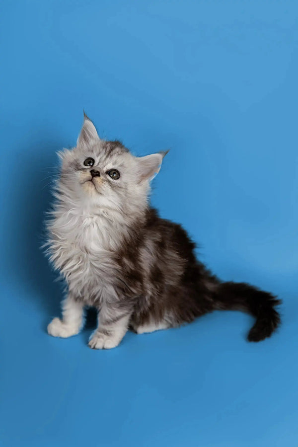 Fluffy Maine Coon kitten with big eyes, a wonderful companion sitting upright