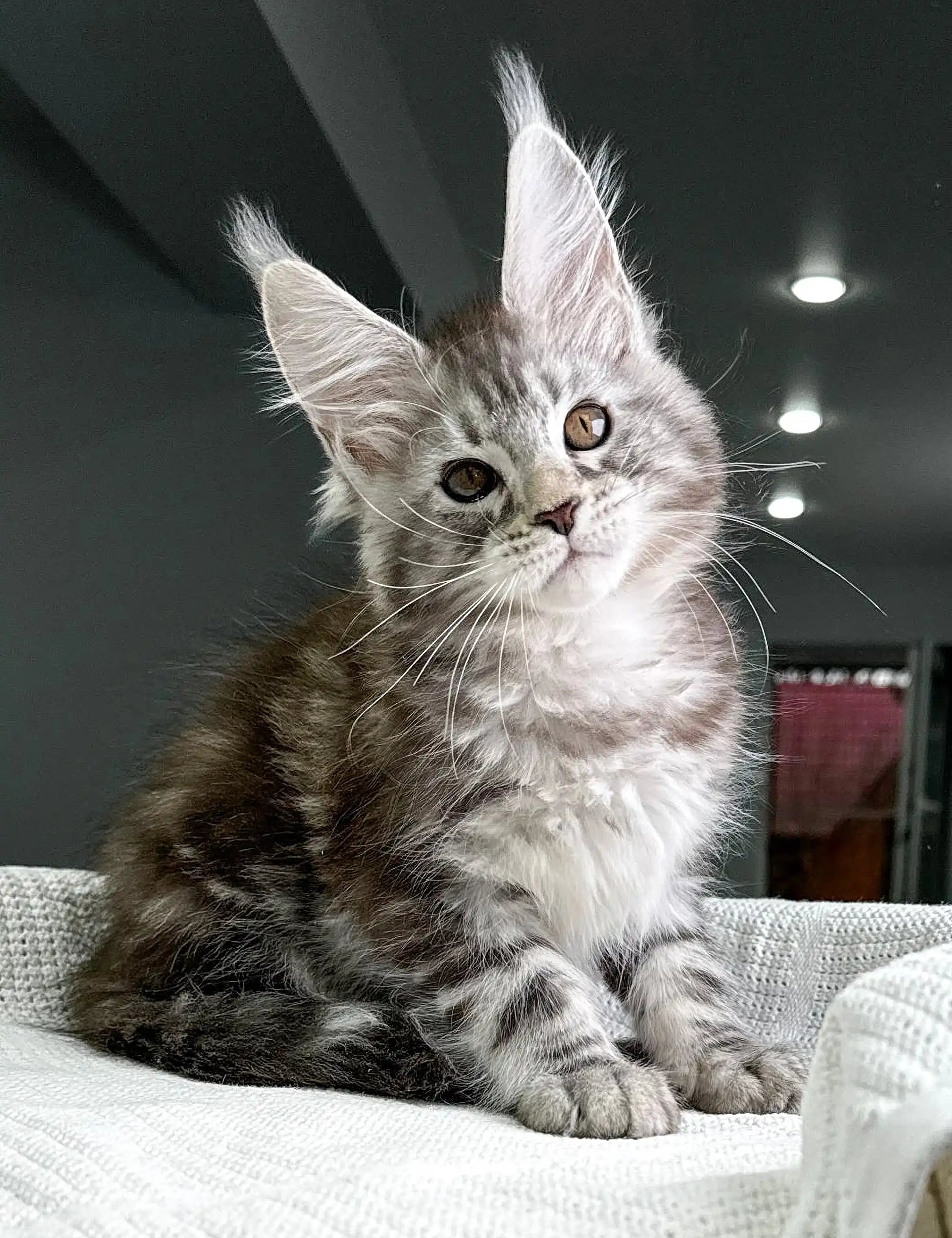 Maine Coon Kittens for Sale Highspirit | Kitten