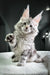 Gray and white Maine Coon kitten with big ears and raised paw, ready for playtime