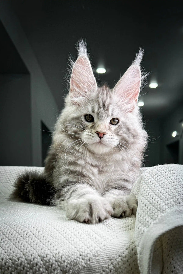 Fluffy gray Maine Coon kitten with ear tufts from Highland Maine Coon Kitten collection