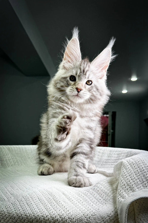 Adorable gray and white Maine Coon kitten with cute ear tufts