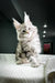 Fluffy gray and white Maine Coon kitten sitting on textured surface