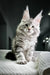 Fluffy gray tabby Maine Coon kitten with cute ear tufts ready for cuddles