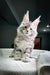 Gray and white Maine Coon kitten with cute ear tufts in Highland product