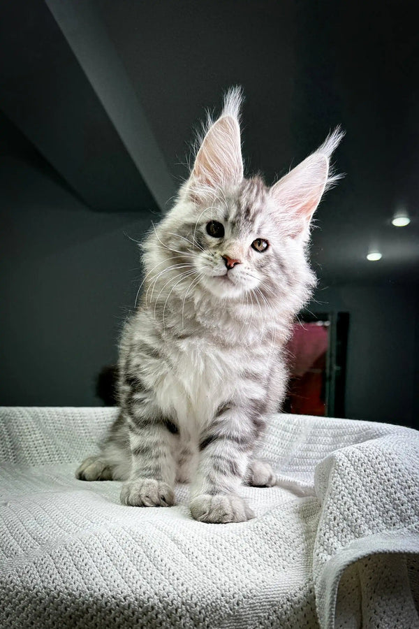 Gray and white Maine Coon kitten with cute ear tufts in Highland product