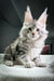 Fluffy gray and white Maine Coon kitten with ear tufts in Highland collection