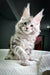 Fluffy gray and white Maine Coon kitten with cute ear tufts for Highland collection