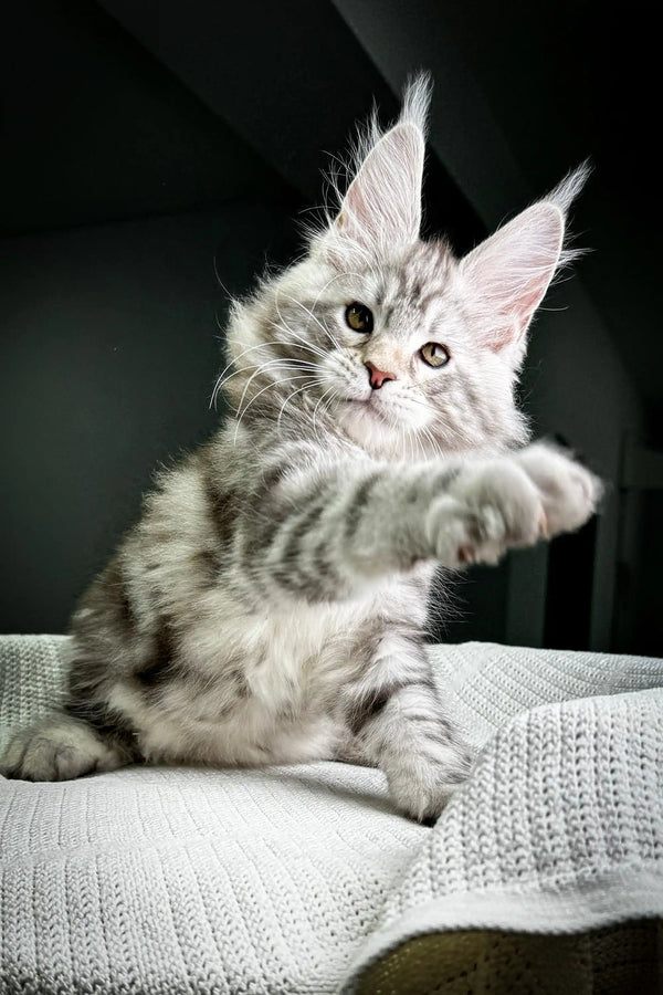 Gray tabby Maine Coon kitten with ear tufts lounging on a cozy knitted surface