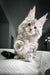 Fluffy gray and white Maine Coon kitten with cute ear tufts in Highland collection