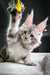 Playful Maine Coon kitten batting at a yellow feather toy with one paw raised