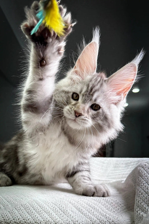Playful Maine Coon kitten batting at a yellow feather toy with one paw raised