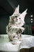 Fluffy gray and white Maine Coon kitten with ear tufts on textured surface