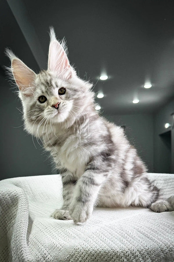 Fluffy gray and white Maine Coon kitten with large ears on textured surface