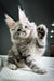 Fluffy gray tabby Maine Coon kitten playfully raising one paw