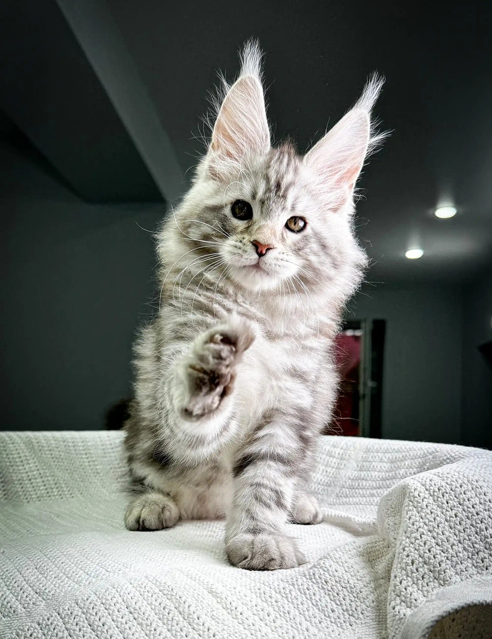 Maine Coon Kittens for Sale Highland | Kitten