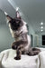 Gray Maine Coon cat in the Highness Maine Coon Kitten product display