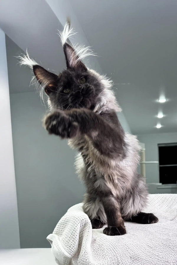Gray Maine Coon kitten from Highness collection, super cute and fluffy vibe