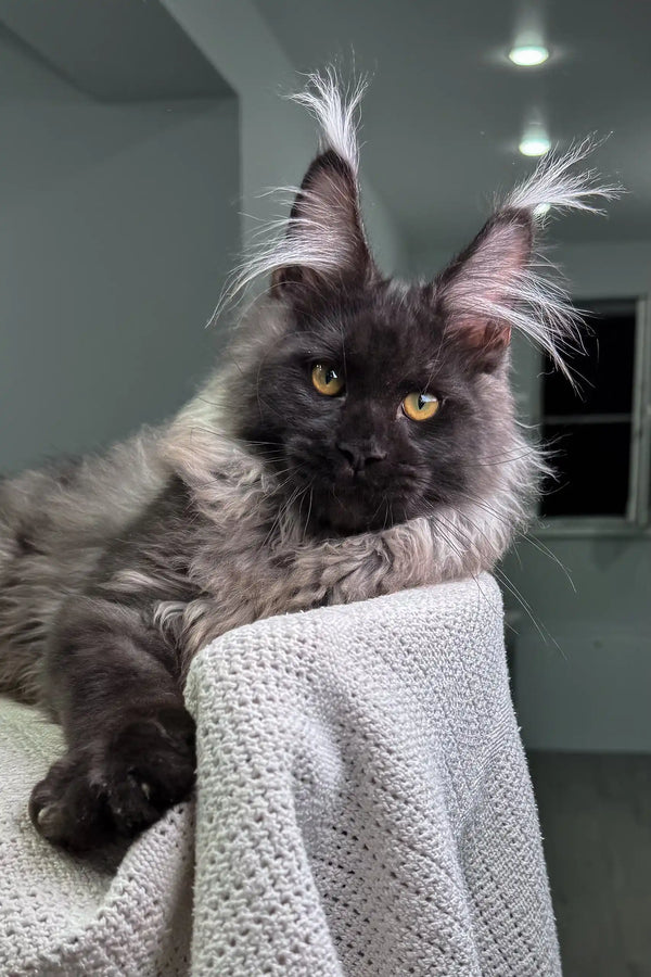 Majestic Maine Coon kitten with tufted ears from the Highness collection