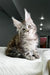 Adorable Highspirit Maine Coon kitten with fluffy gray fur and cute ear tufts