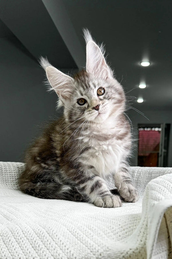 Adorable Highspirit Maine Coon kitten with fluffy gray fur and cute ear tufts