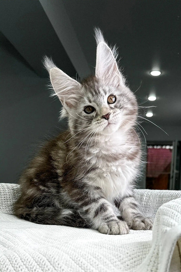 Gray tabby Maine Coon kitten with ear tufts on light fabric for Highspirit Maine Coon