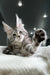 Adorable gray tabby Maine Coon kitten playfully raising one paw for Highspirit