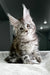 Fluffy gray tabby Maine Coon kitten with big ears and bright eyes from Highspirit