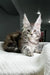 Adorable Maine Coon kitten with fluffy fur and ear tufts from Highspirit Maine Coon