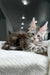 Gray and white tabby Maine Coon kitten with fluffy fur lounging on textured surface