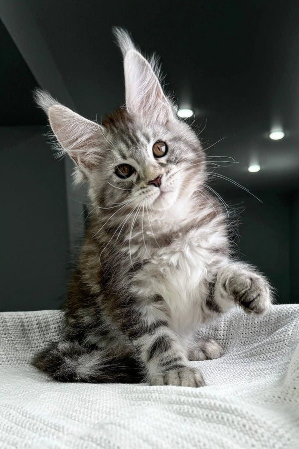 Cute tabby Maine Coon kitten from Highspirit with big ears and an alert look