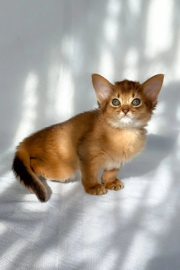 Hilary | somali kitten