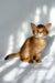 Hilary | somali kitten